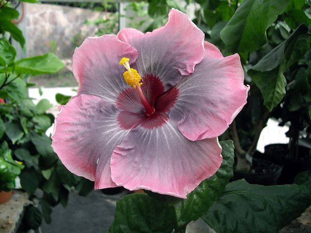 marly_kern - hibiscusi de vis