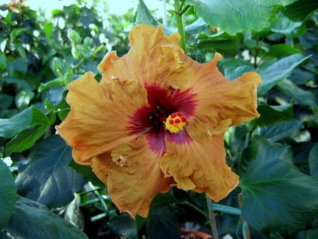 medicine_man - hibiscusi de vis