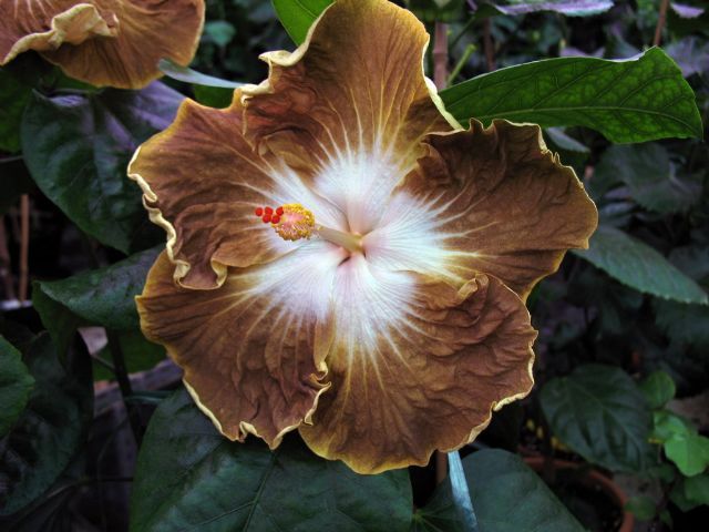 mystic_brown - hibiscusi de vis