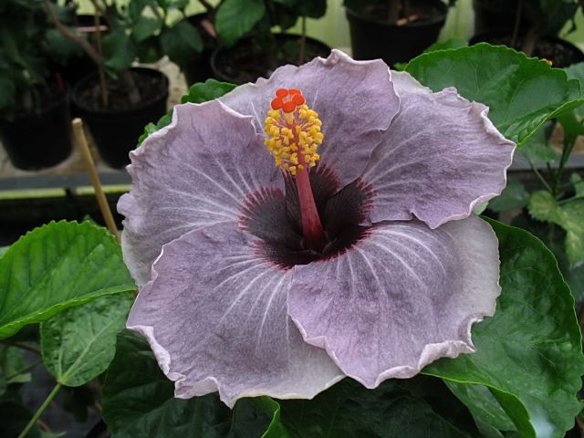 mystic_purple - hibiscusi de vis