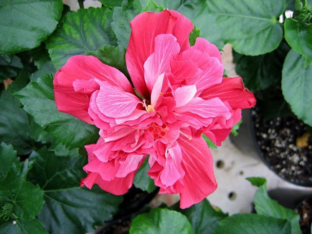 pink_bouquet - hibiscusi de vis