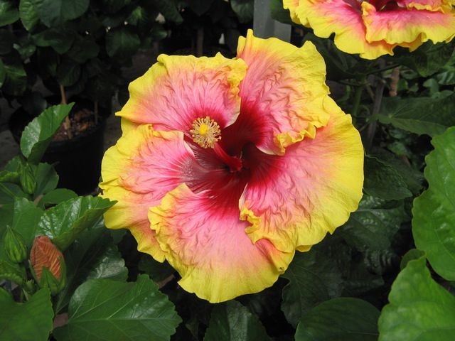 simple_pleasures - hibiscusi de vis