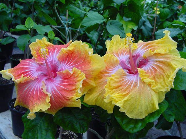 susan_schlueter - hibiscusi de vis