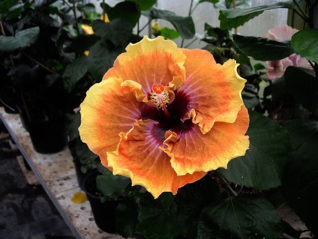 sweet_honey - hibiscusi de vis