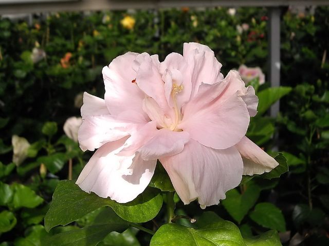 sweet_pink - hibiscusi de vis