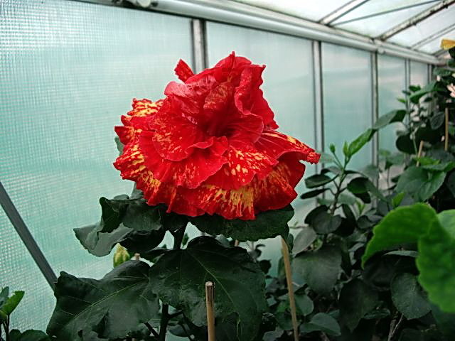 t_fireball - hibiscusi de vis