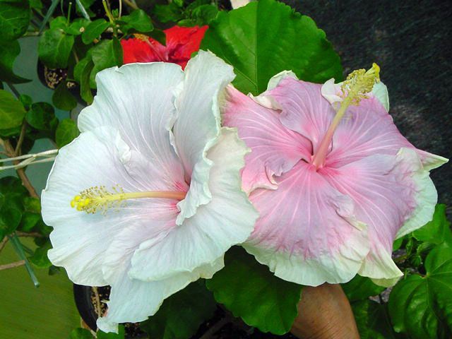 tahitian_lovely_lady