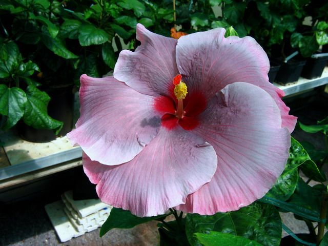 tahitian_midnight_magic - hibiscusi de vis