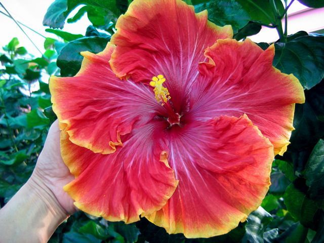 tahitian_orange_garnet