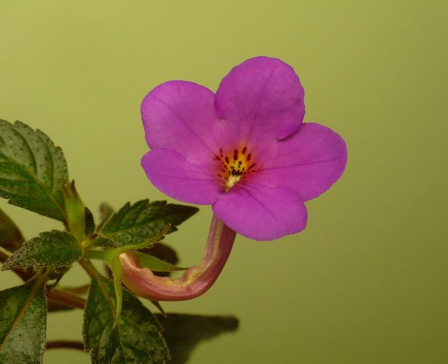 P1310340 - Achimenes 2010