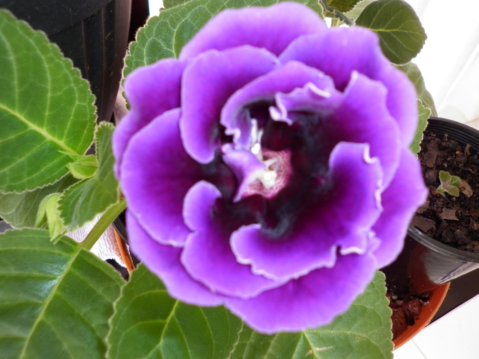  - Gloxinia