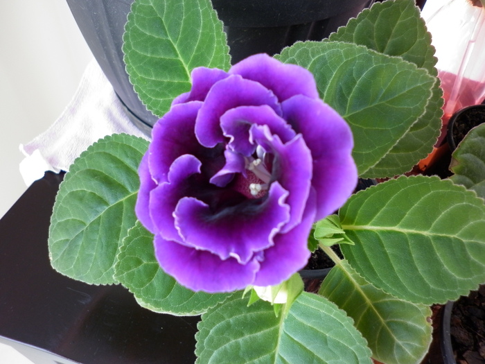  - Gloxinia