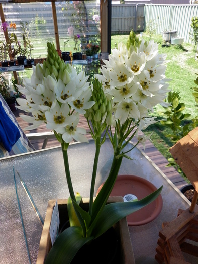  - Ornithogalum Chesapeak Snowflake