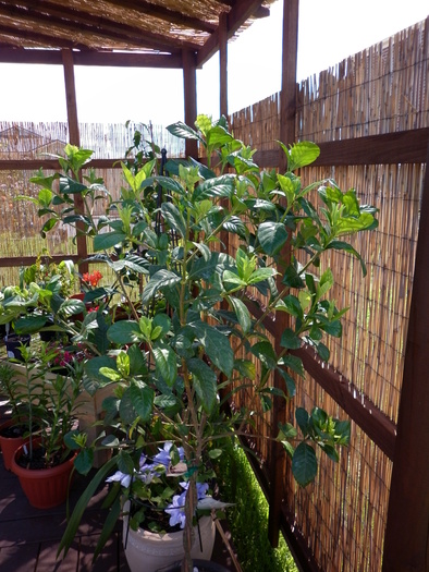 Gardenia "True Love"; 4.11.10
