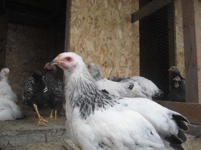 Brahma herminat deschis