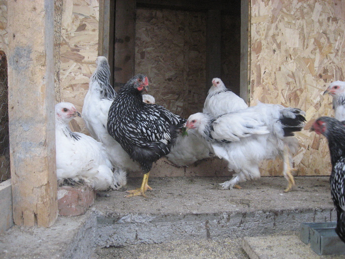 Wiandotte si brahma herminat deschis