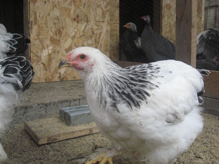 Brahma herminat deschis