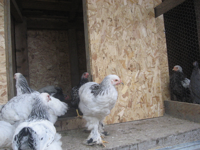 Brahma herminat deschis