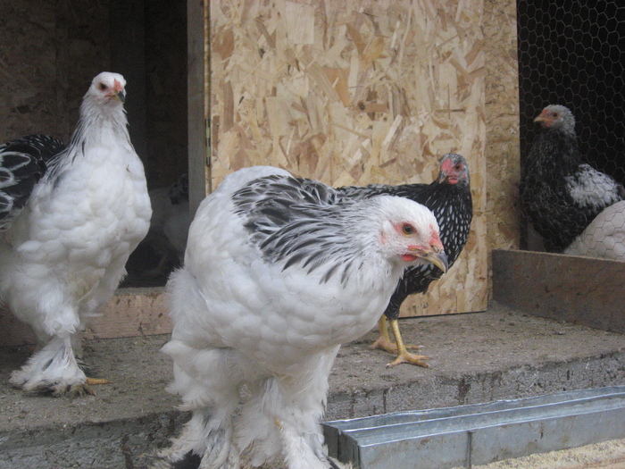 Brahma herminat deschis