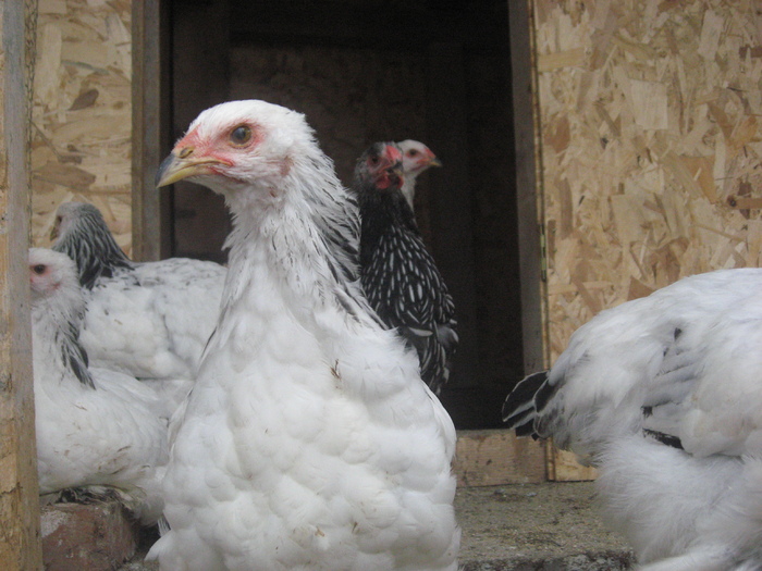 Brahma herminat deschis