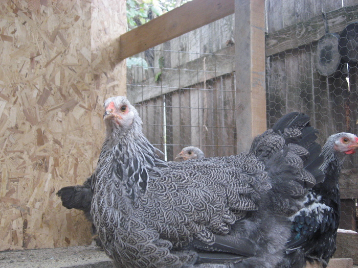 Brahma herminat inchis