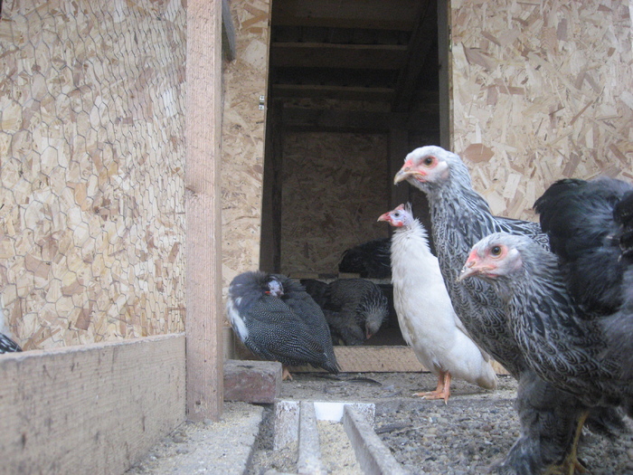 Brahma herminat inchis