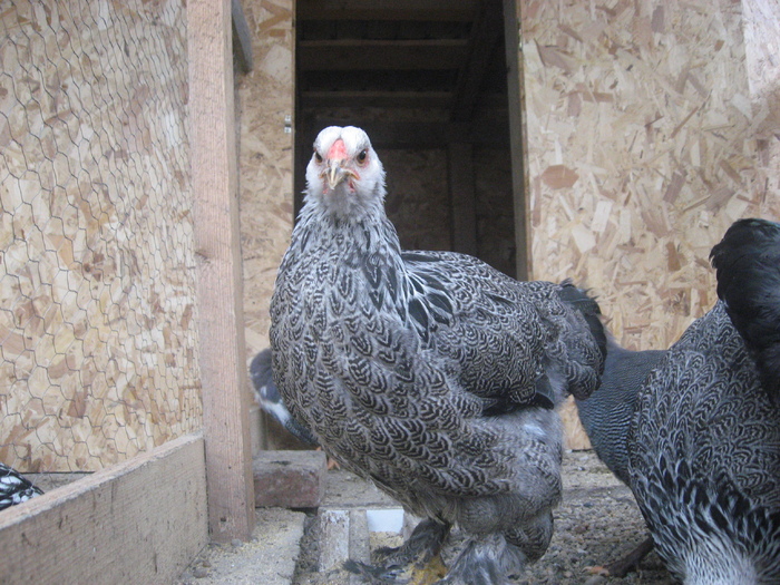 Brahma herminat inchis; Puicuta
