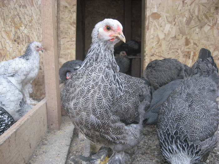 Brahma herminat inchis