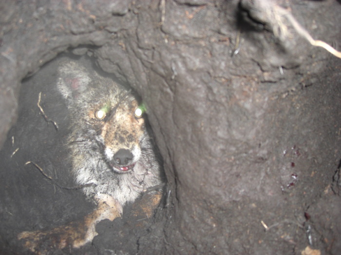 Aga-As Von Hertelend - Aga-As Von Hertelend