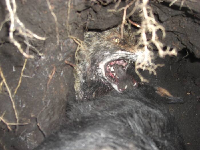 Aga-As Von Hertelend - Aga-As Von Hertelend