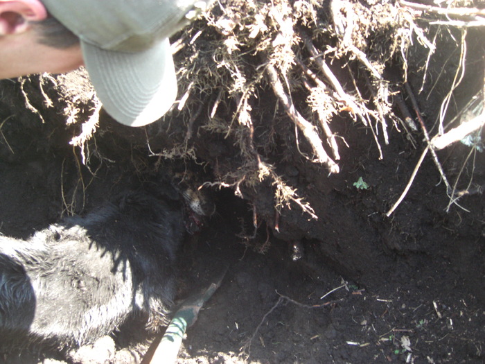 Aga-As Von Hertelend - Aga-As Von Hertelend