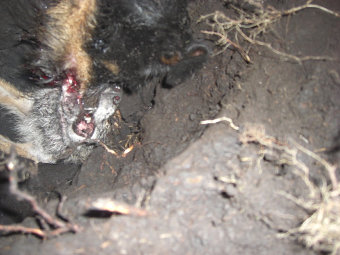 Babolnai Rozsaerdei Vadasz Bessi