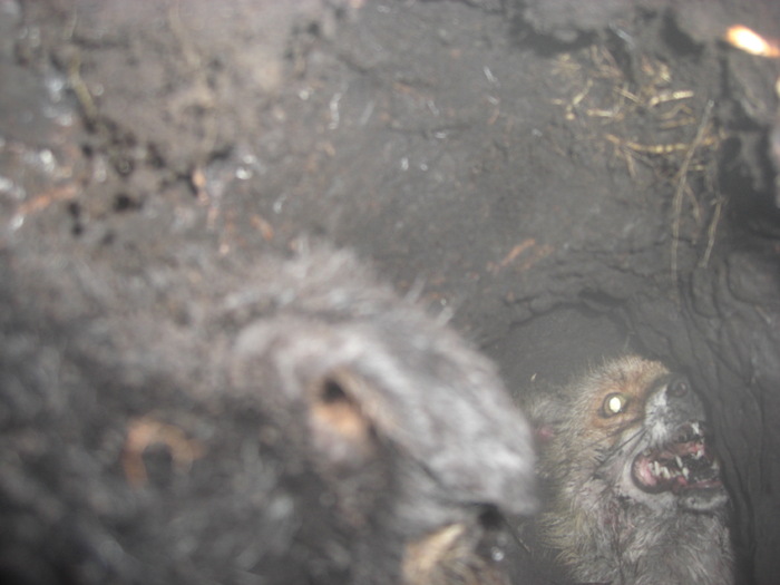 Babolnai Rozsaerdei Vadasz Bessi