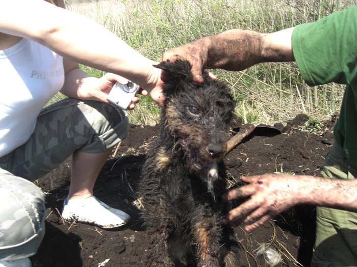 Babolnai Rozsaerdei Vadasz Bessi