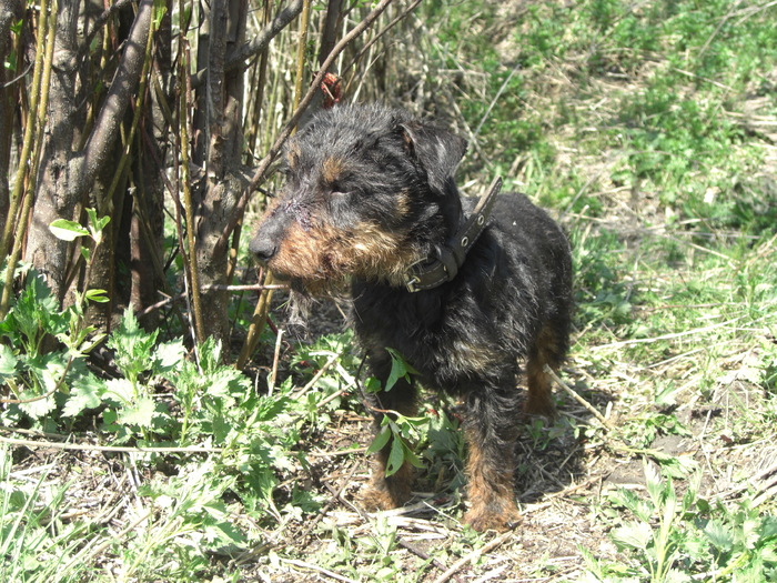 Babolnai Rozsaerdei Vadasz Bessi