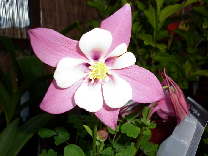 Aquilegia Origami; 4.11.10
