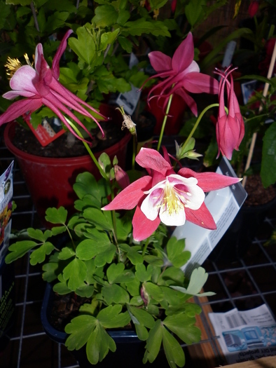 Aquilegia Origami; 4.11.10
