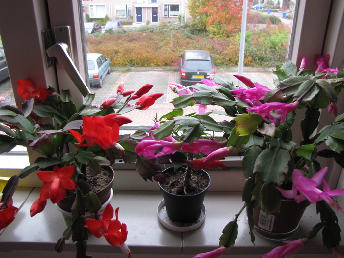 Schlumbergera 1 noi 2010 - schlumbergera si rhipsi