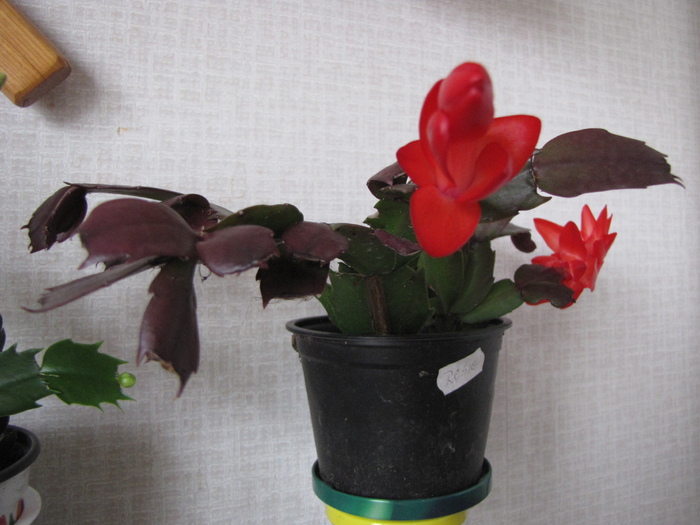 Schlumbergera rosie 1 noi 2010 (1) - schlumbergera si rhipsi