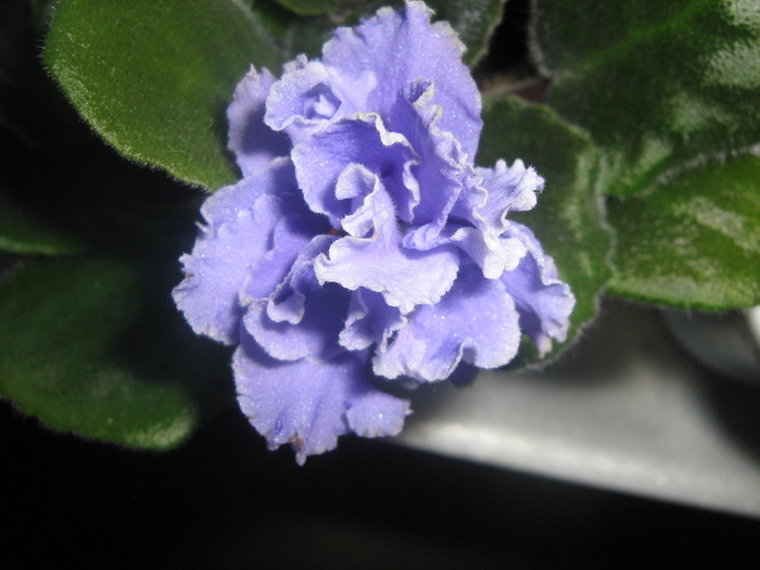 IMG_5305 - violete