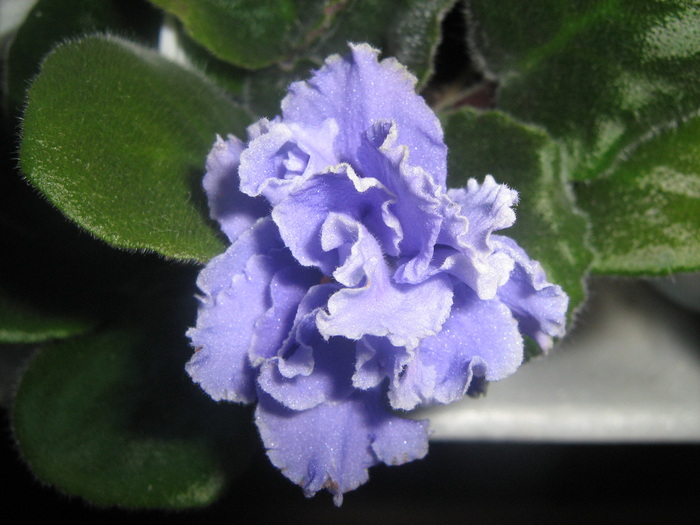IMG_5304 - violete