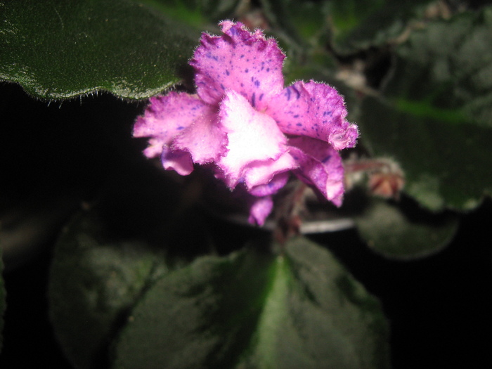 IMG_5306 - violete