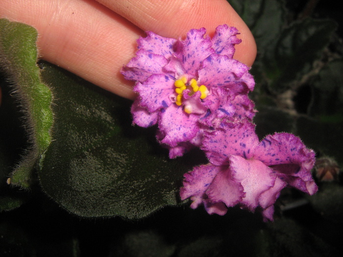 IMG_5308 - violete
