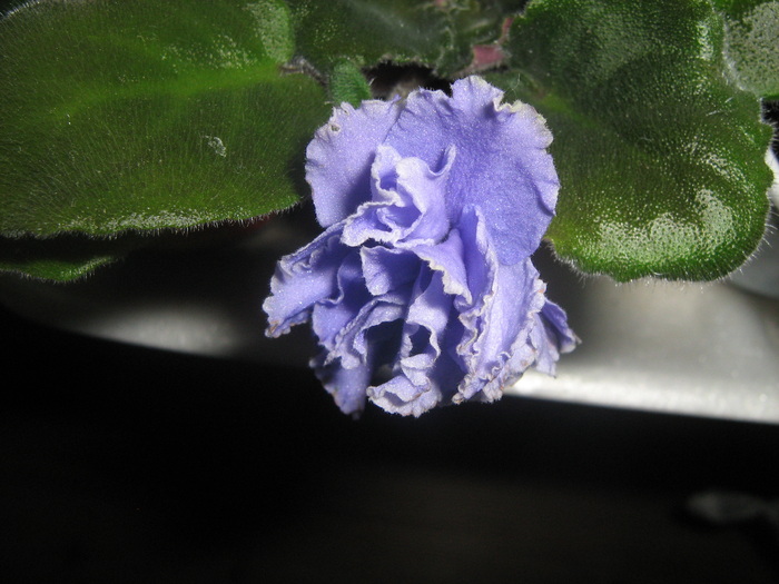 Ruffles Skies - violete