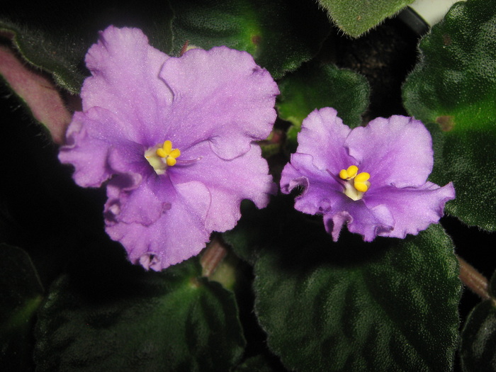 Picture 169 - violete