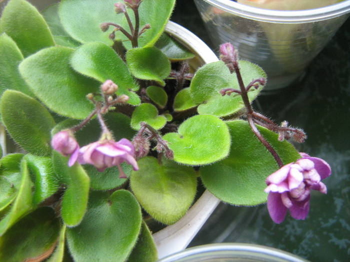 mini violeta