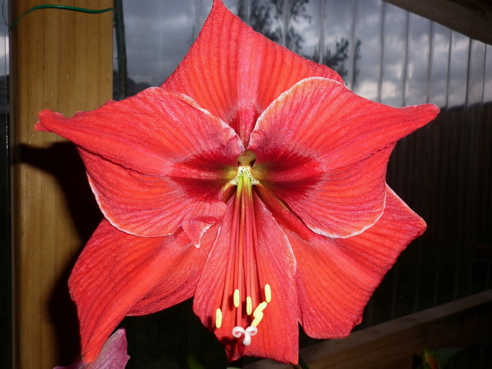 surprise; 4.11.10 seara, dupa 2 sapt.
