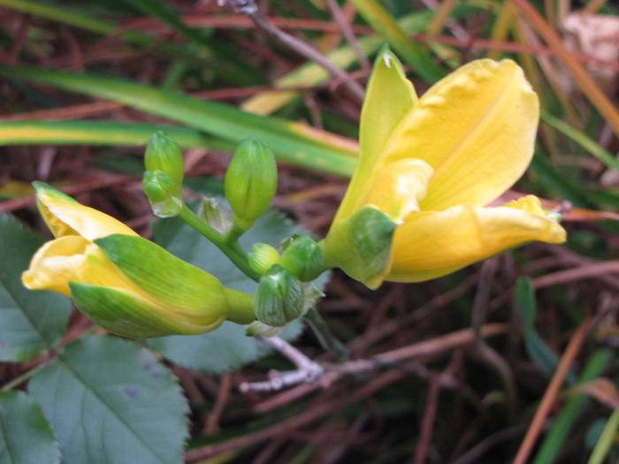 Hemerocallis 3 noi 2010