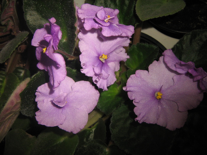 Picture 230 - violete