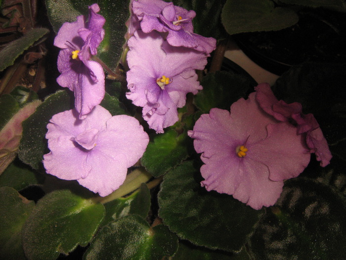 Picture 231 - violete